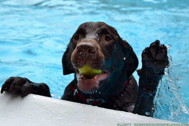 are dogs safe around pools