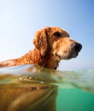 pet pool safety, dog pool safety, dog life jacket, dog life jackets, dog pool alarm, dog pool alarms, dog gate alarm, dog gate alarms, animal pool safety, dog pool ramp, dog pool ramp, dog boat ramp, dog boat ramps, pet pool ramp, pet pool ramps