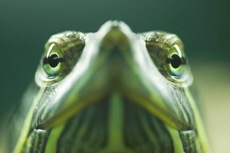 Wireless sensor monitors temp in pet turtle's vivarium