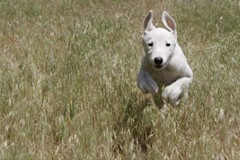 Wireless dog fence