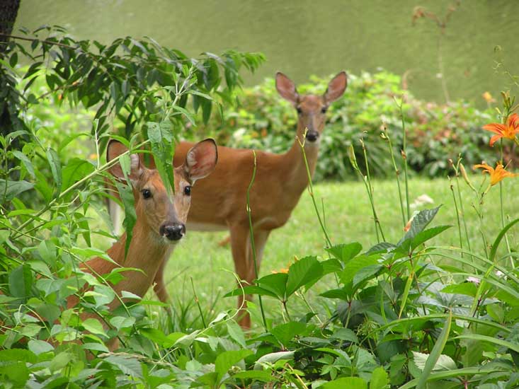 electronic pest control devices