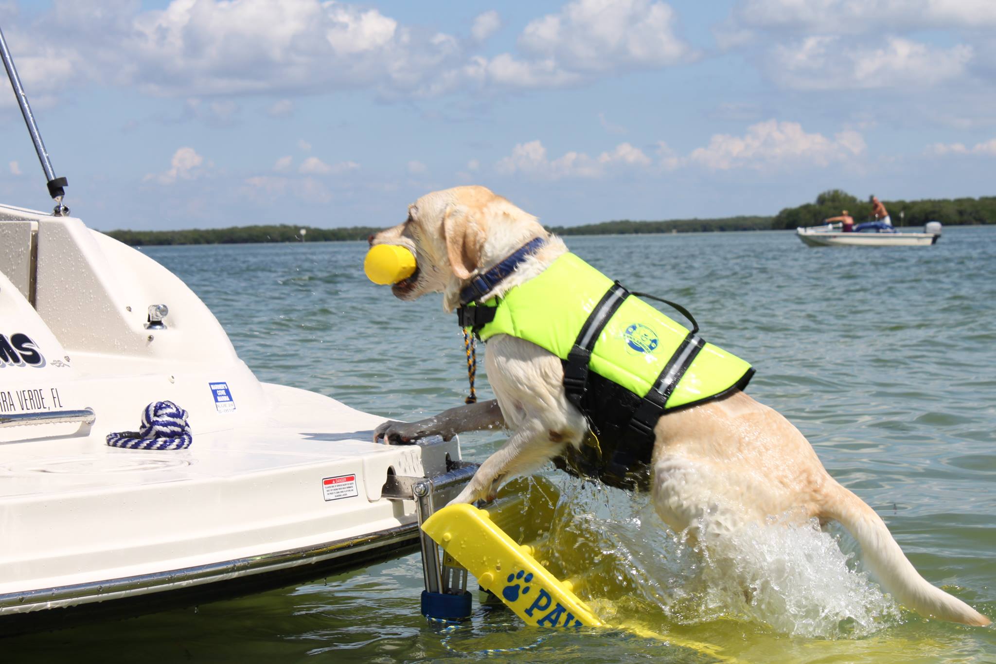 Dog Stairs, Pool Alarms and Life Vests Ensure Doggy Water Safety